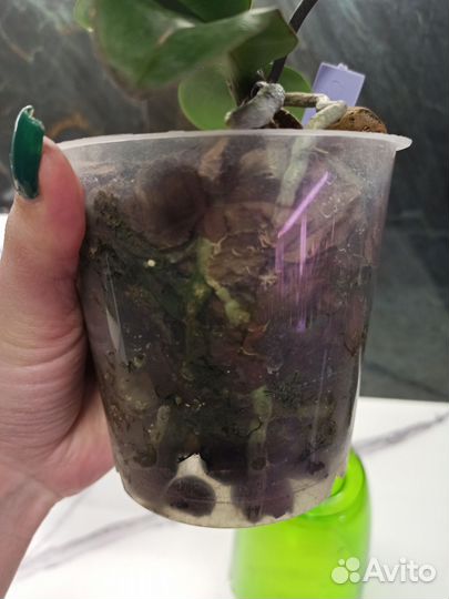 Орхидея фаленопсис