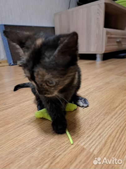 Кошка на удачу