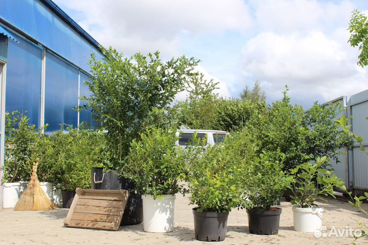 Кусты голубики