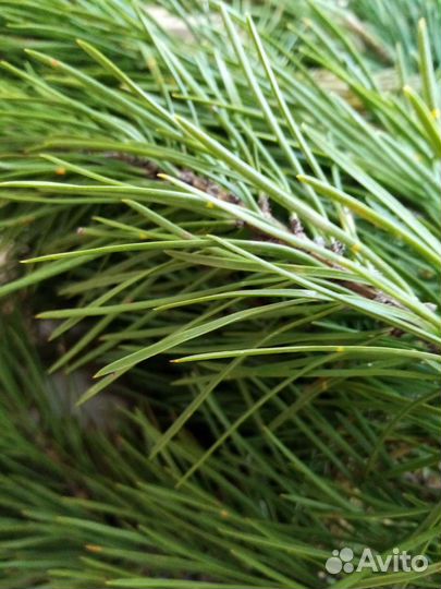 Молочная сосновая шишка, Сушёные иголки