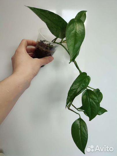 Эпипремнумы