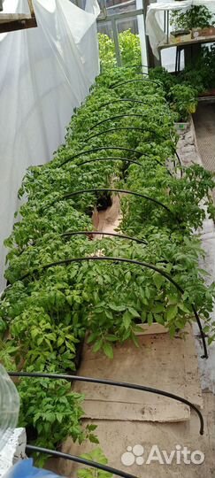 Рассада помидор и перцев