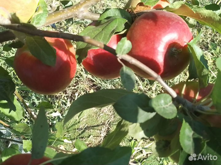 Саженцы яблони