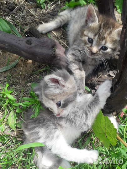 Кошки в добрые руки