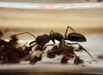 Odontomachus sp. (муравьи из Африки)