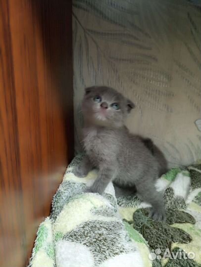 Шотландская вислоухая кошка