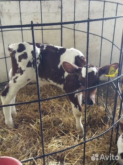 Телята – тёлочки и бычки мясистые. Доставка