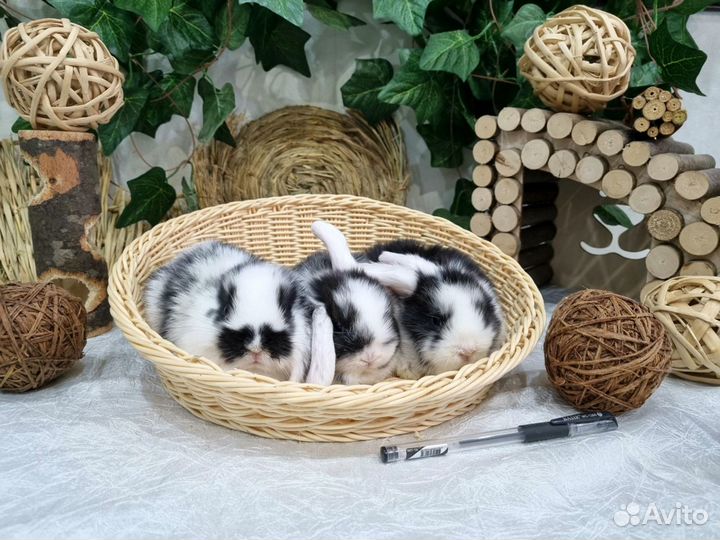 Декоративные кролики Вислоухие Мини