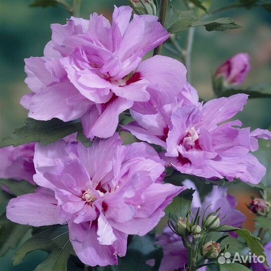 Гибискус сирийский черенки опт