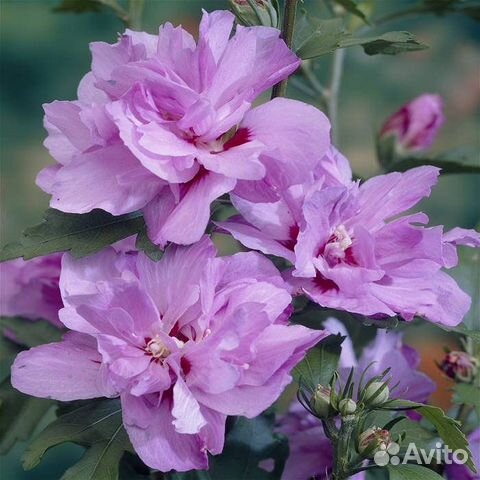 Гибискус сирийский черенки опт