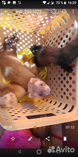 Норка, соболь, хорёк, ласка с доставкой по РФ