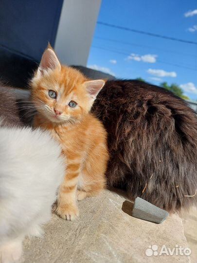 Котенок мальчик