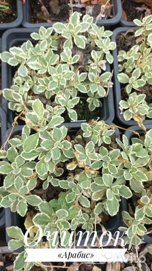 Очиток седум