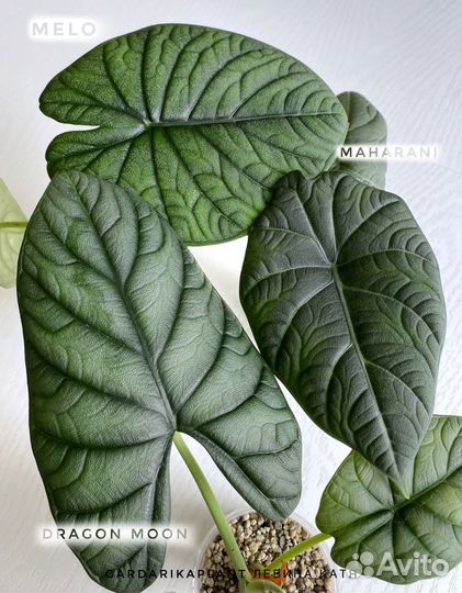 Клубень от алоказии дрэгон мун (dragon moon)