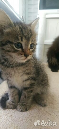 Котятки в добрые руки