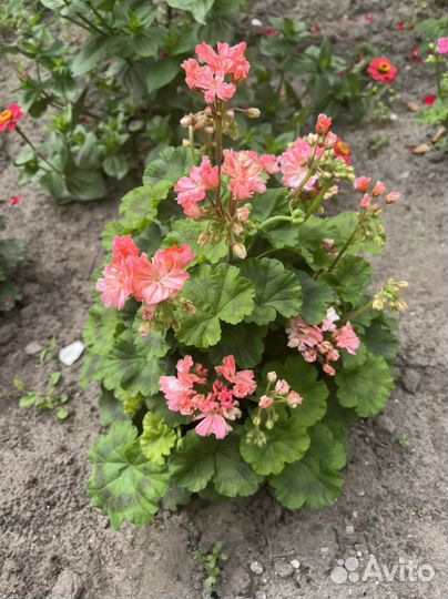 Пеларгония герань