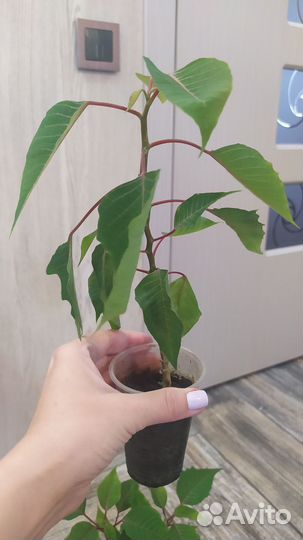 Пуансеттия (Рождественская звезда)