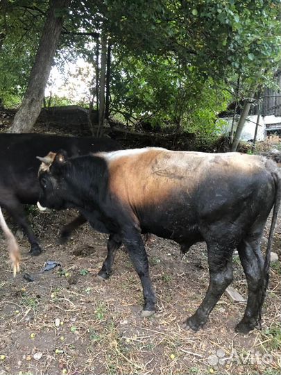 Коровы и бычки
