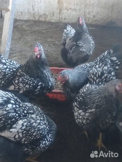 Инкубационное яйцо. Цыплята