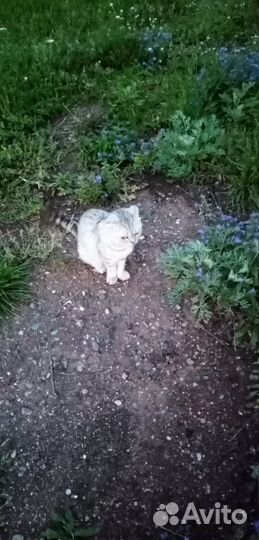 Котик в добрые руки