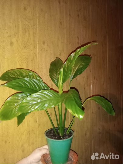 Спатифиллум