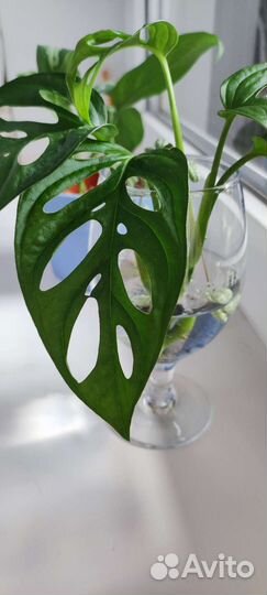 Монстера Манки