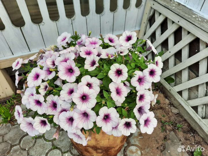 Вегетативная петуния