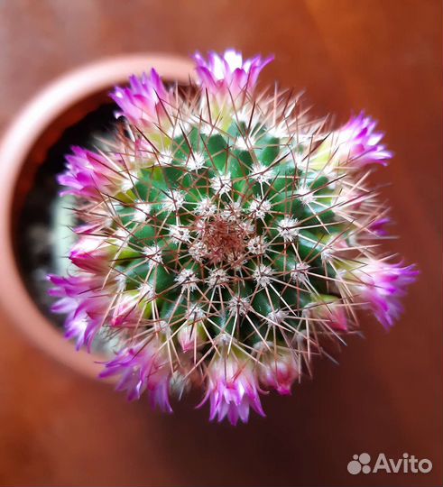 Кактус маммилярия