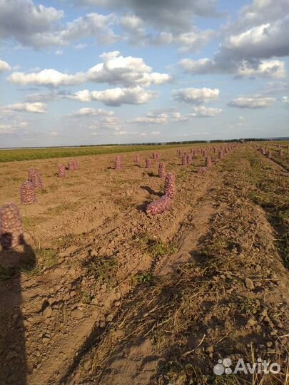 Картофель оптом