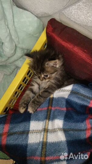 Котята в добрые руки приучены к лотку