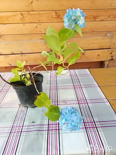 Гортензии метельчатые,крупнолистнные