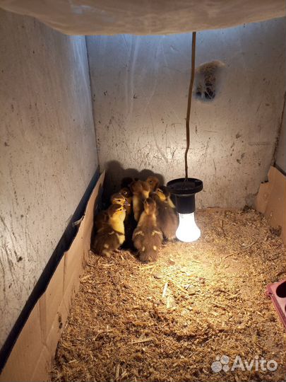 Мускусные утята