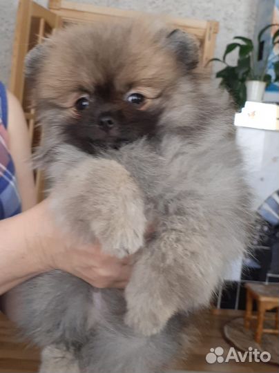 Собаки щенки шпиц