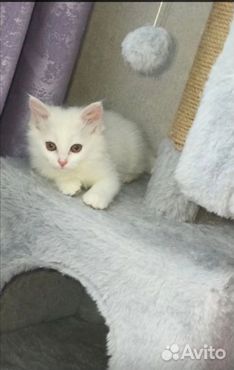 Котёнка в дар