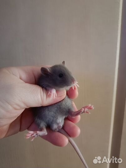 Крысята голубые, белые, чёрные 1мес