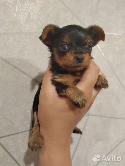 Мини щенки йоркширского терьера