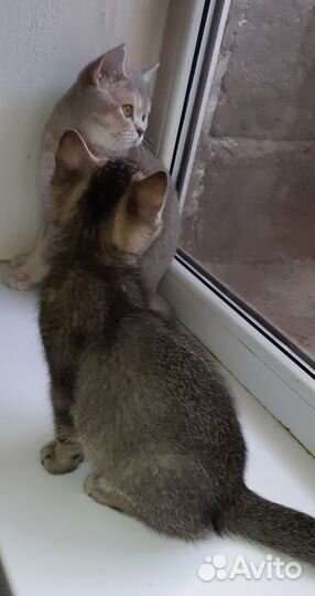 Шикарные,породные котята