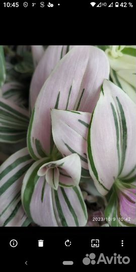 Традесканция нанук