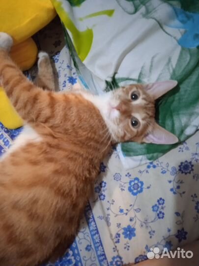 Вязка кота