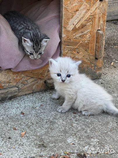 Котята в добрые руки