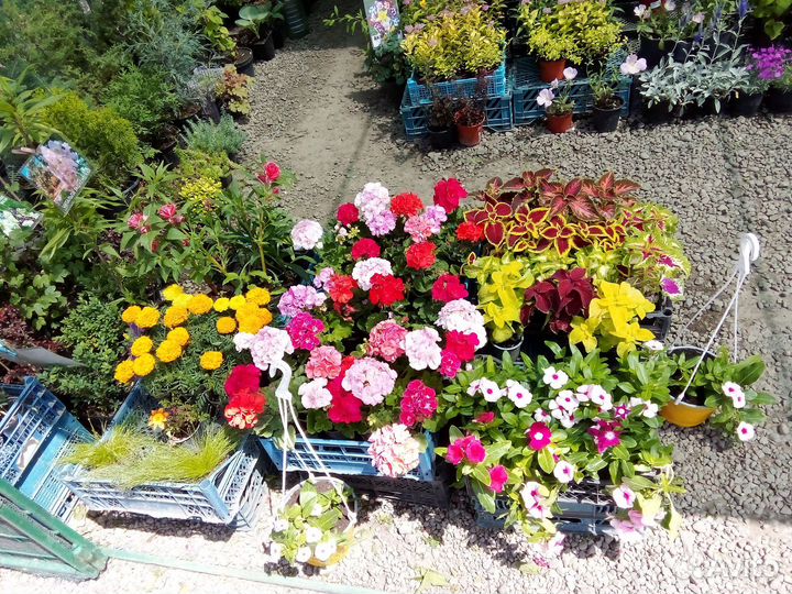 Саженцы плодовых,декоративных растений,розы