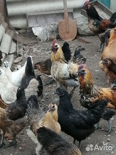 Яйцо инкубационное