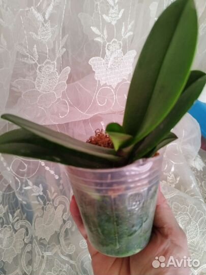 Орхидея Phal. Pinif от Son Ja