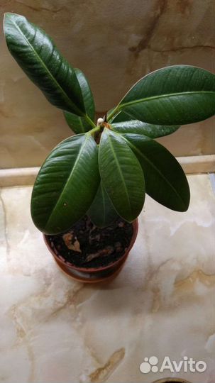 Фикус,молоденький