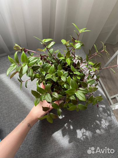 Традесканция комнатные цветы