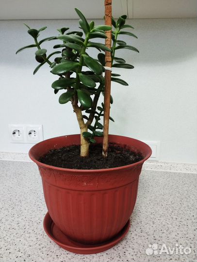 Крассула толстянка