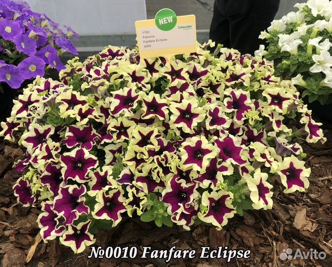 Вегетативная ампельная петуния