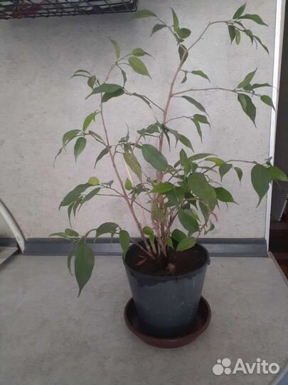 Фикус бенджамина
