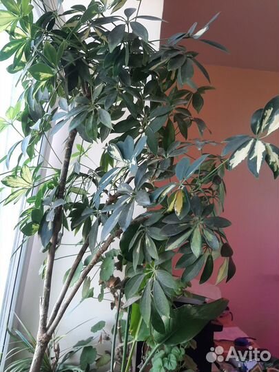 Комнатные цветы шеффлера