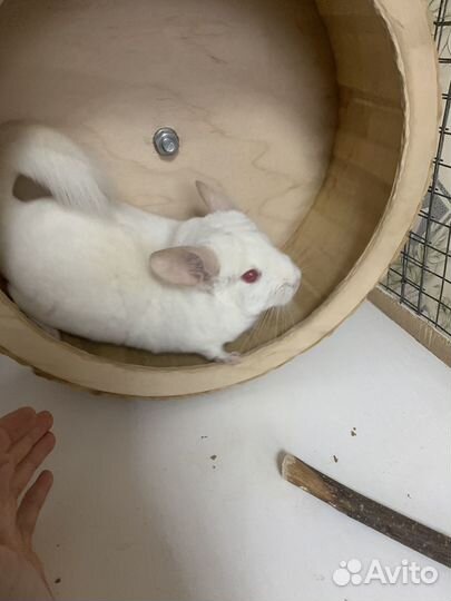 Шиншилла с Клеткой